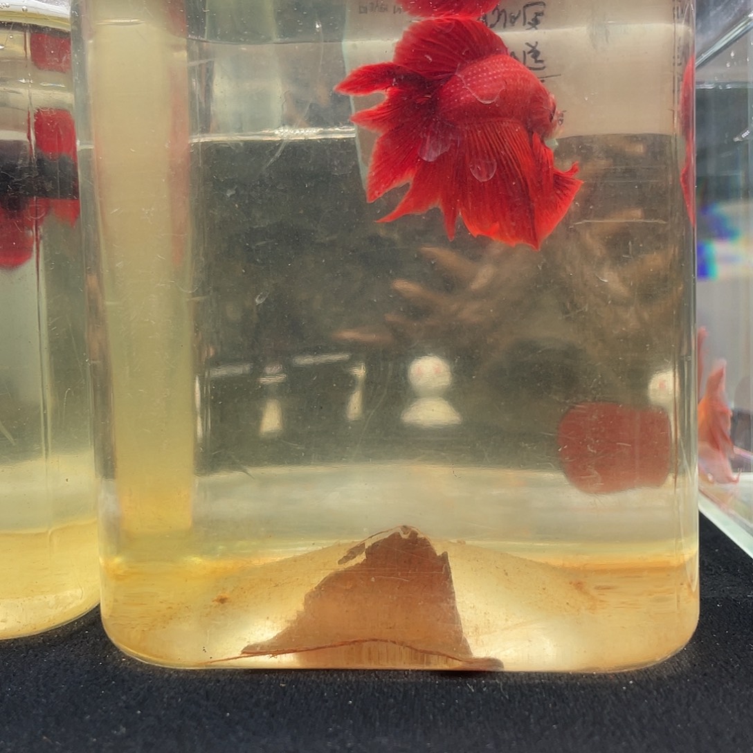 斗鱼九月二十七日竞价