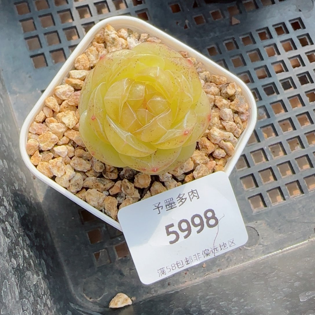 素素，5998多肉植物