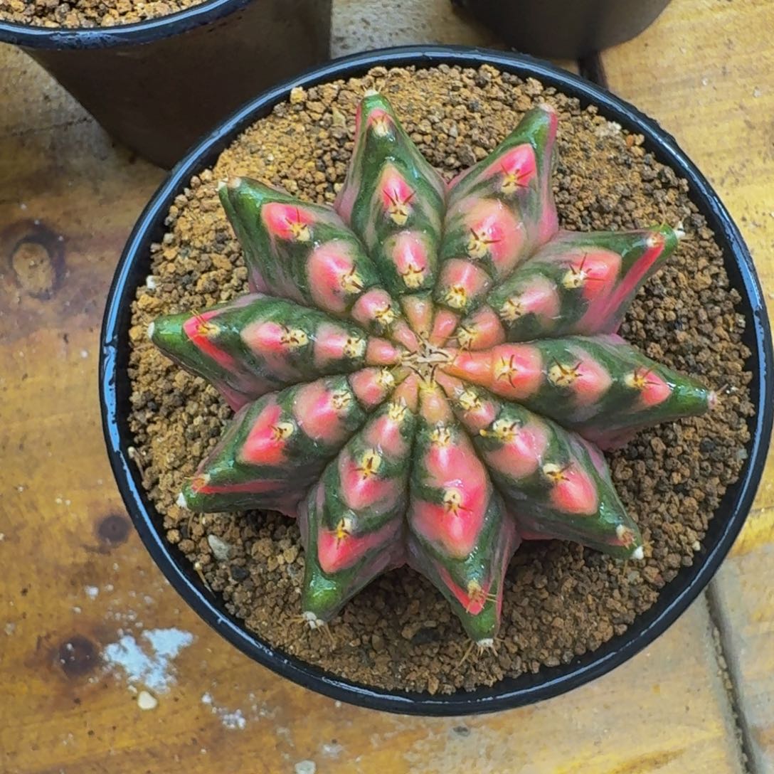 山竹锦0000000000000000102