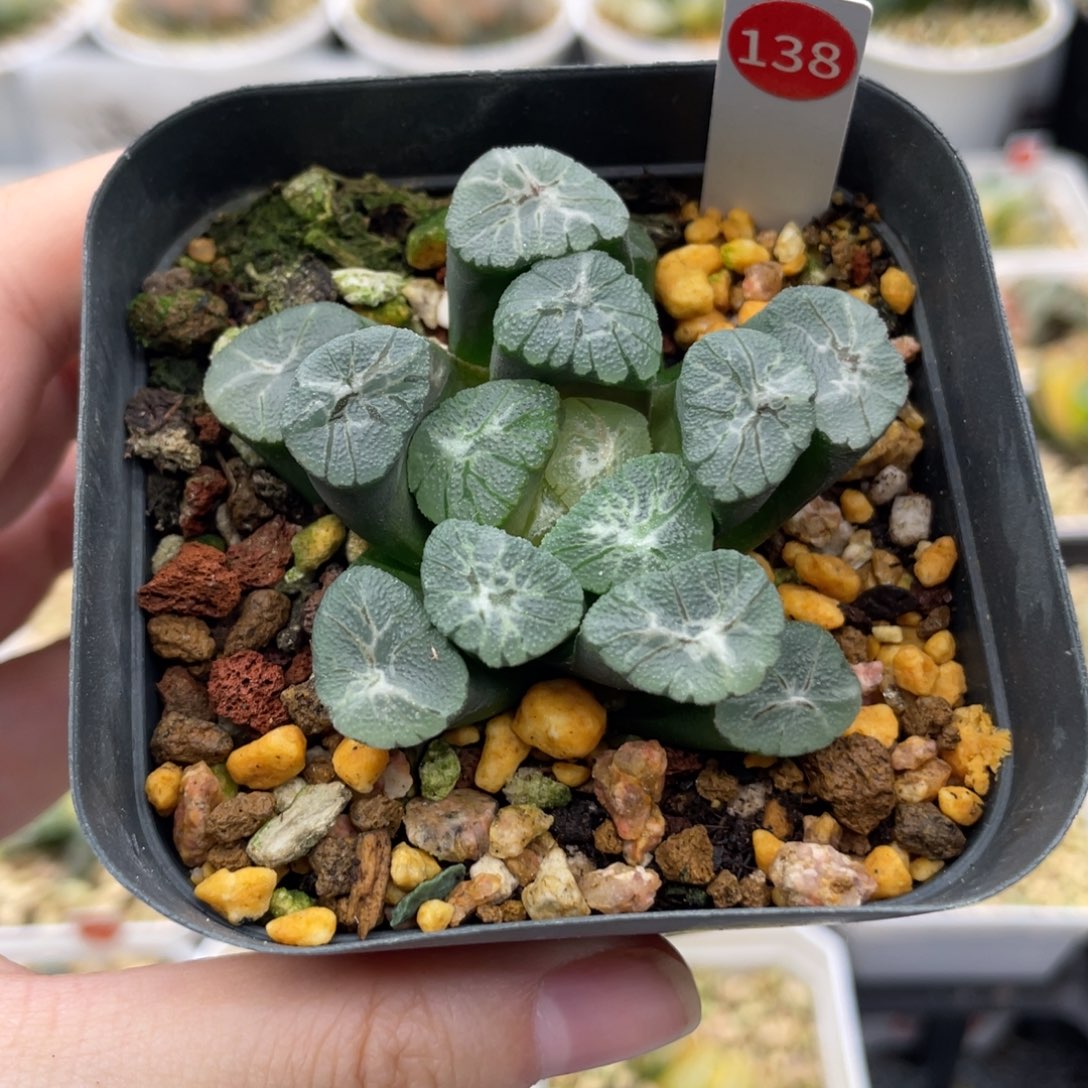 小蔡的菜园 138 z1万象