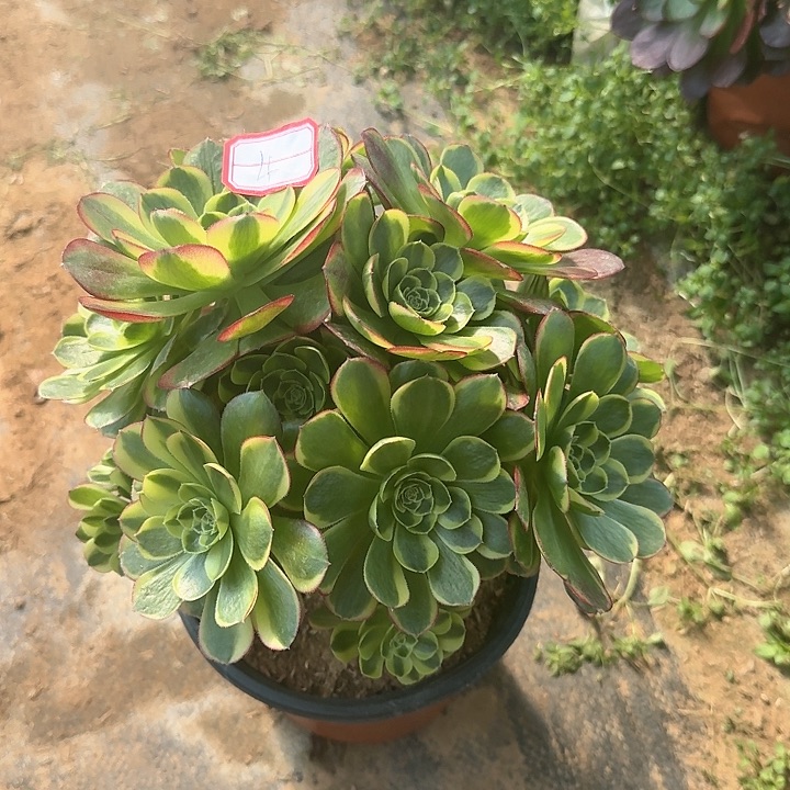 多肉植物奶白4只无售后