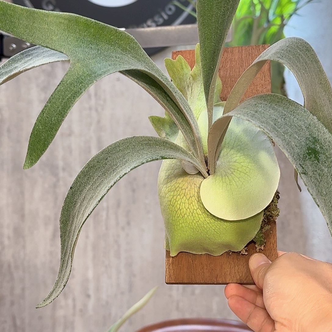 完全开放掉牌鹿角蕨书签板