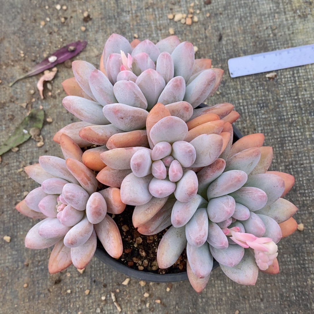 可问主播品种，下滑链接更多品种选择多肉