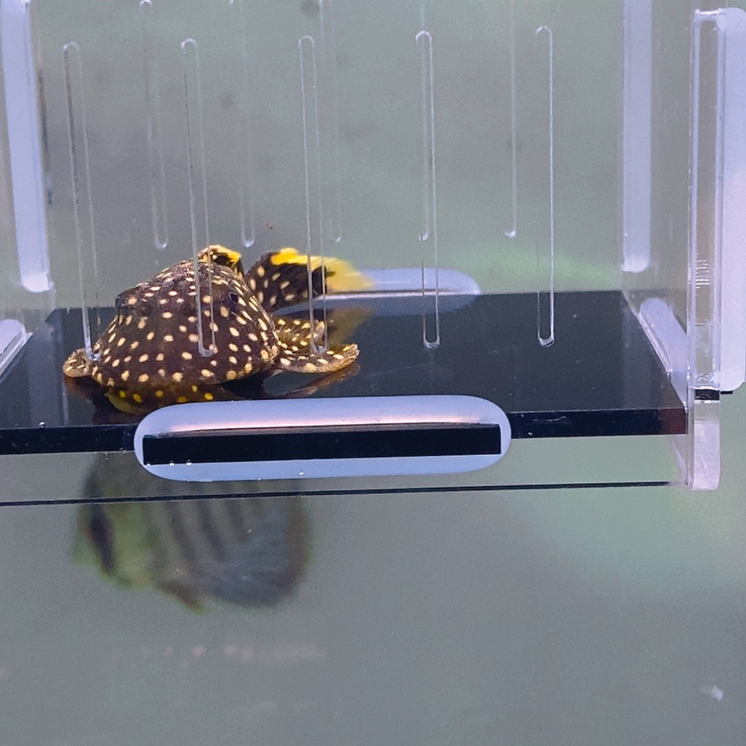 清道夫鱼珍珠12号