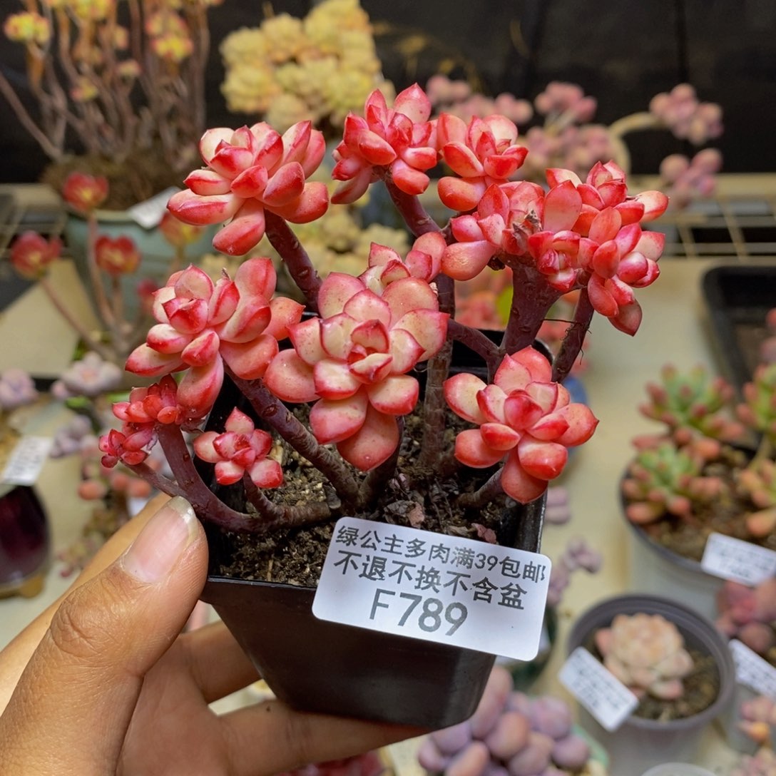 789探戈缀多肉8c m