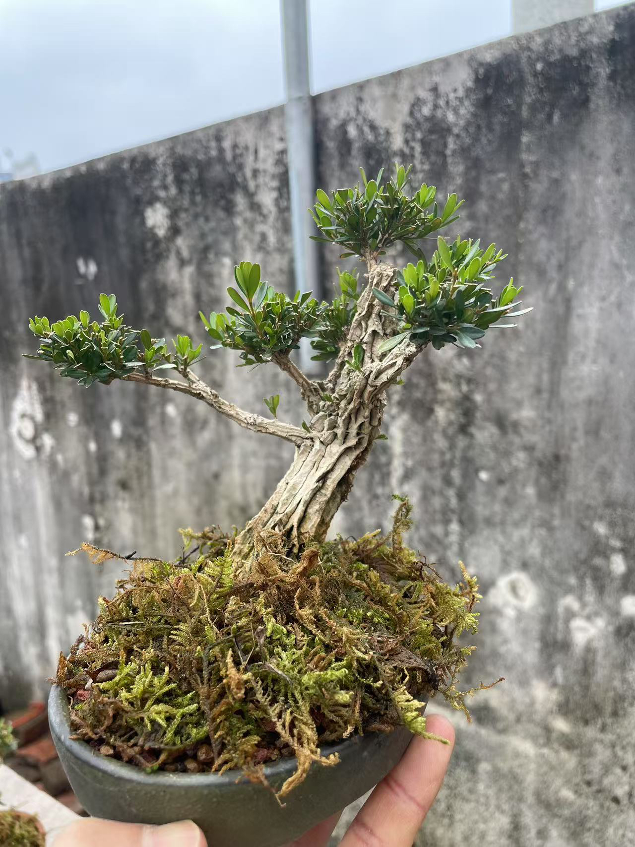 广东雀舌皱皮黄杨客厅阳台庭院别墅绿植观赏盆景枝条枝品种