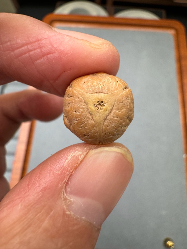 14+尼泊尔二茬龙眼