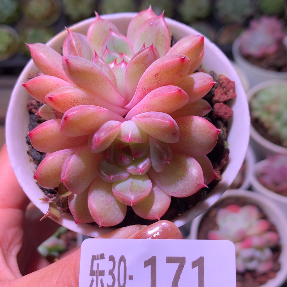 乐然30-171 新品双头 