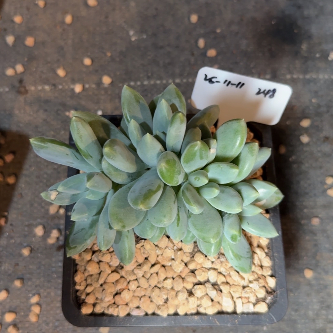 一物一拍双十一场黄胖体哥特萝莉群248