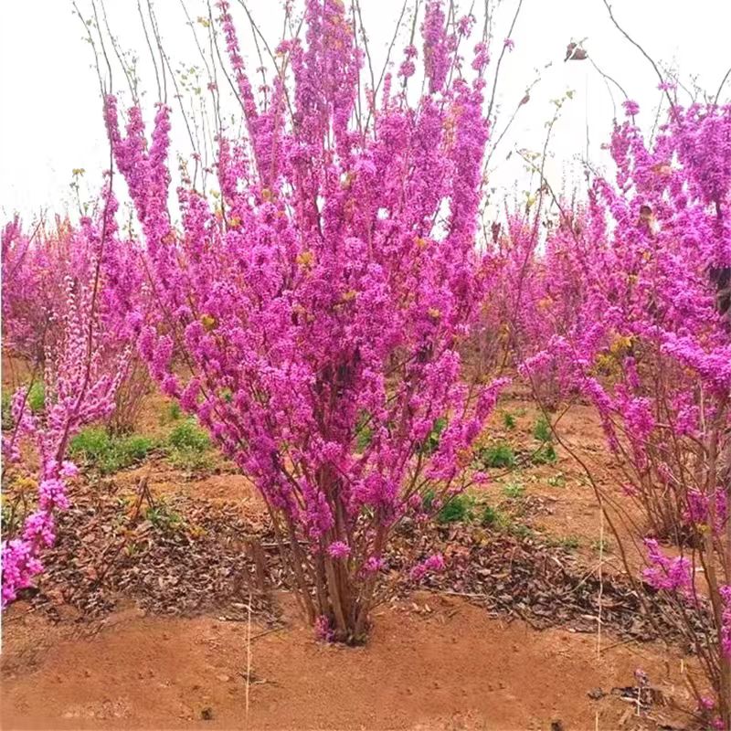 紫荆花树苗满条红花园植物紫珠裸枝树丛林灌木喜暖喜光耐寒耐盐碱