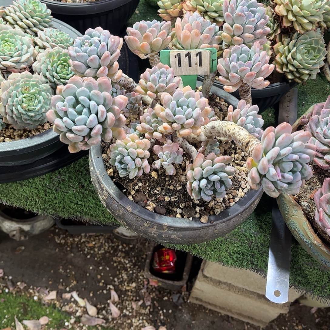 风***景灯美人多肉植物保护111