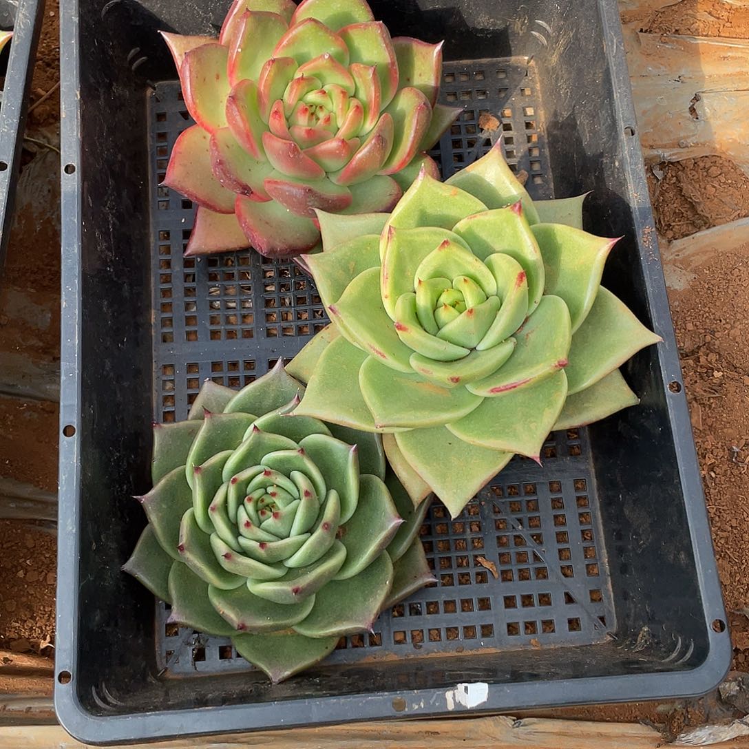 无****若如东云单拍A535