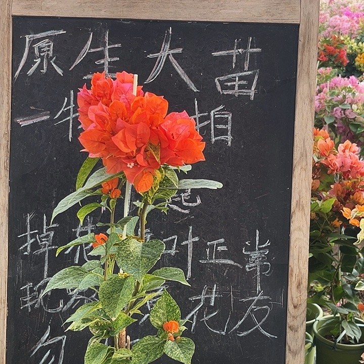 完全开放三角梅钻石橙