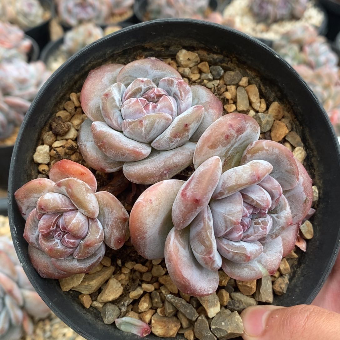 三头绿底紫心短圆肥 