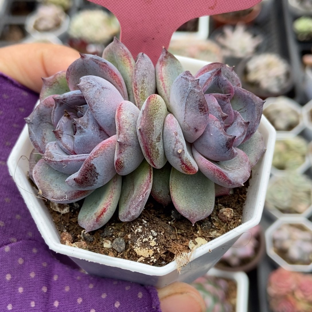 376黑橙多肉植物多肉