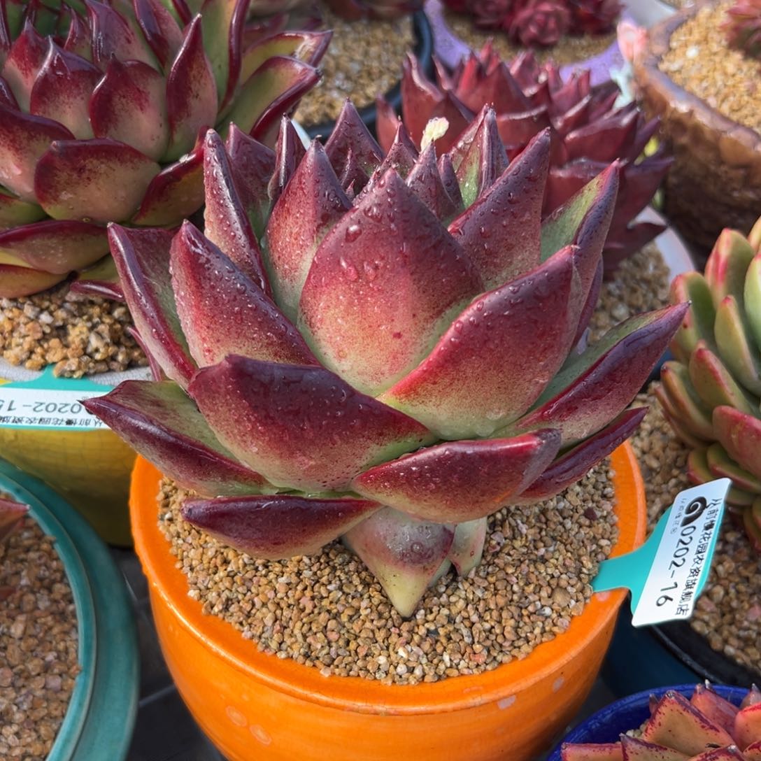 多肉一物一拍0202-16