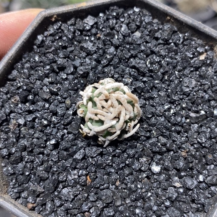 自根飞鸟57号1.8cm
