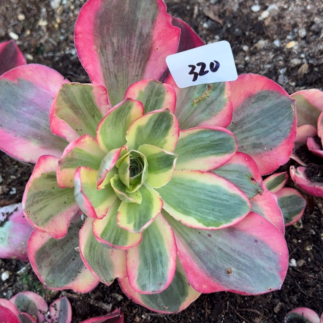 320如意多肉嘻嘻嘻