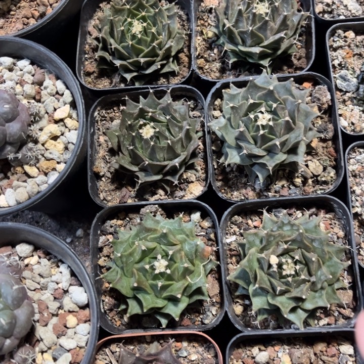 实生帝冠好养好活