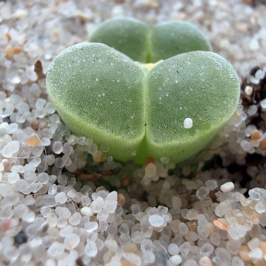 2.14.12/Y400双头/多肉植物