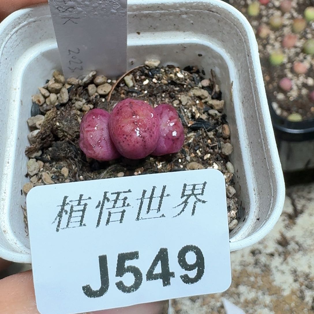 549号多肉植物哇c c