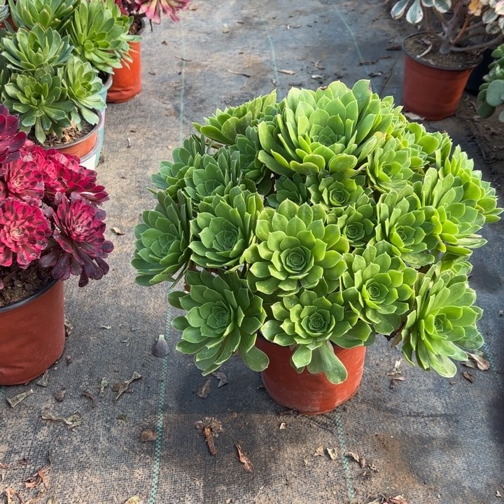 4阳光玫瑰多肉多肉多肉多肉