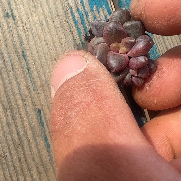 紫体雪戴莉三头11111