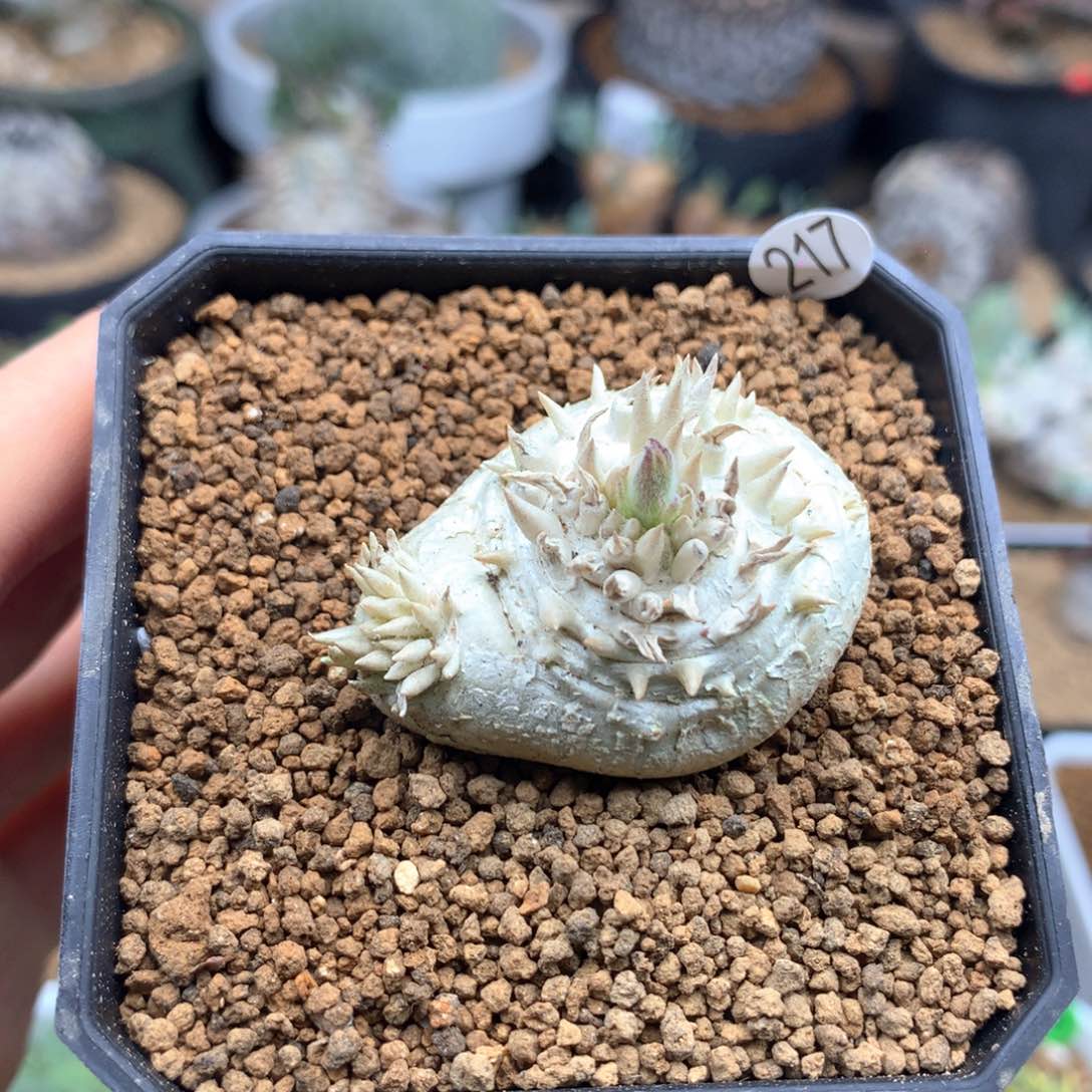 惠比须笑带盆多肉217号