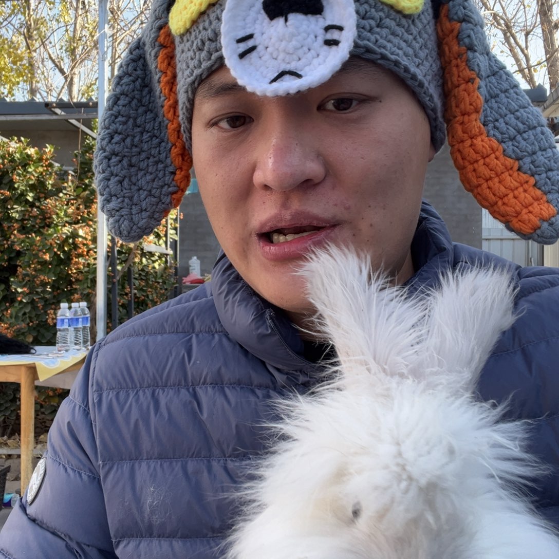 史***狗宠物兔英系安哥拉兔
