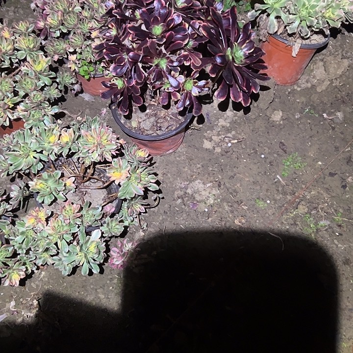 幸***人不包侧枝一物一拍27