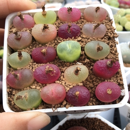 1119，1.4厘米左右毛毛老皮微瑕特价