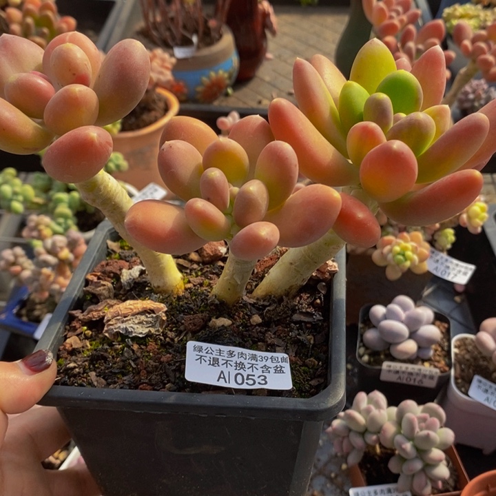 金蝉老桩1053多肉植物