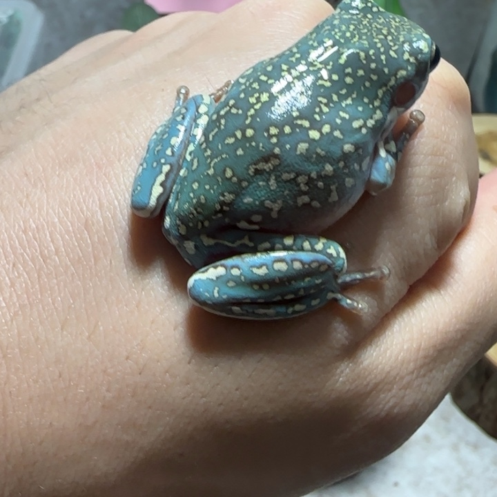 老爷树蛙9 大金暴雪