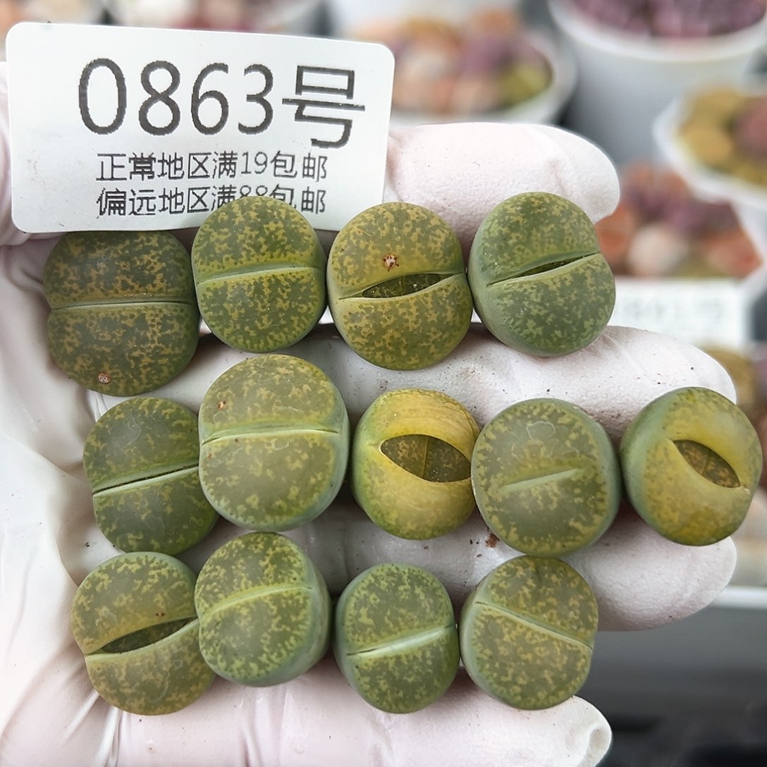 好养易活生石花大母本0863