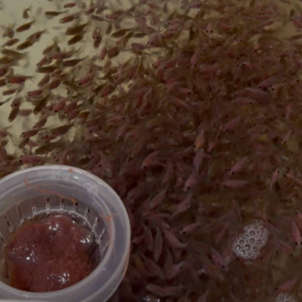 金鱼观赏鱼冷水淡水耐活泰狮红白苗