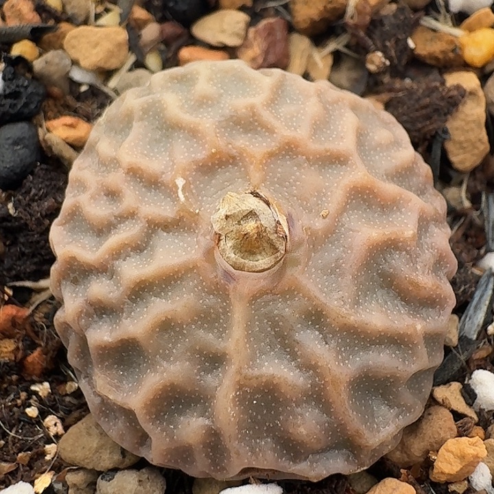 119 超烧7778。         肉锥。