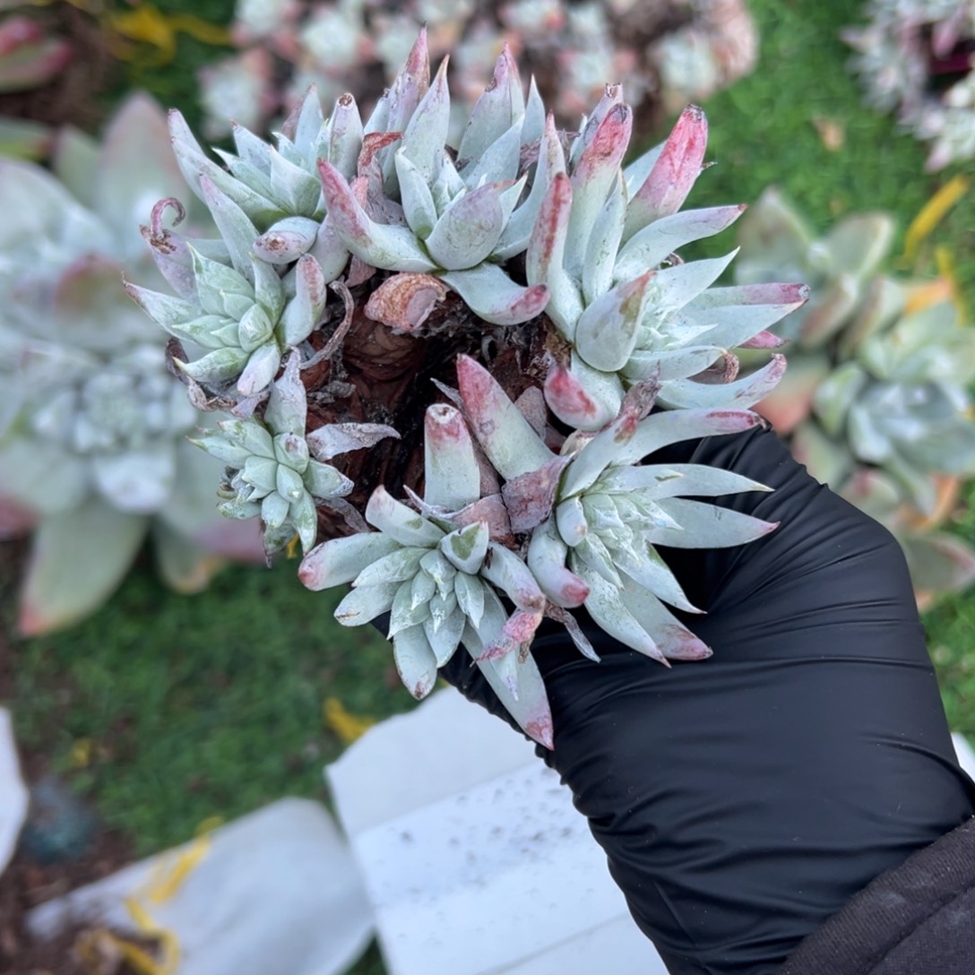 韩奴婢～一物一拍1839