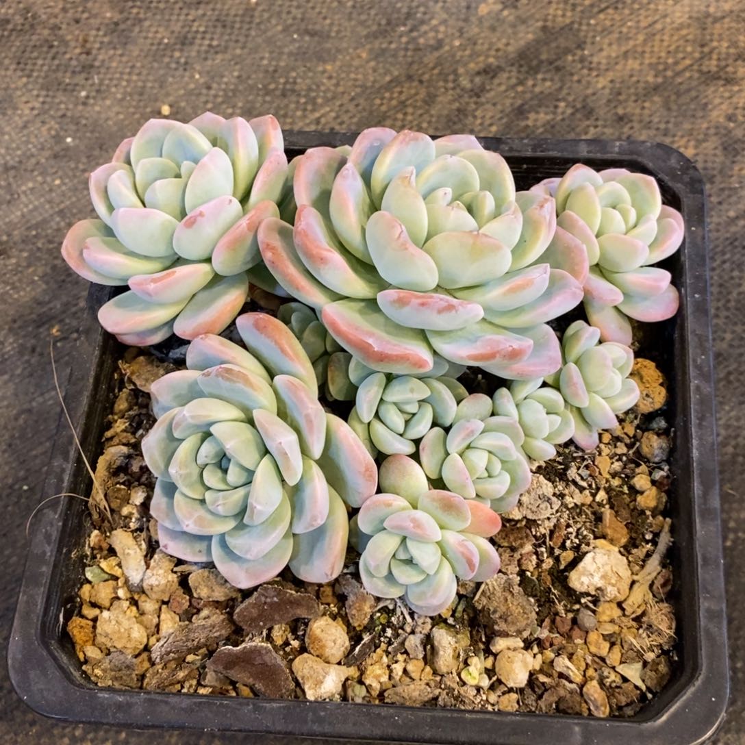 ?****冰玉群自然群，1234567894