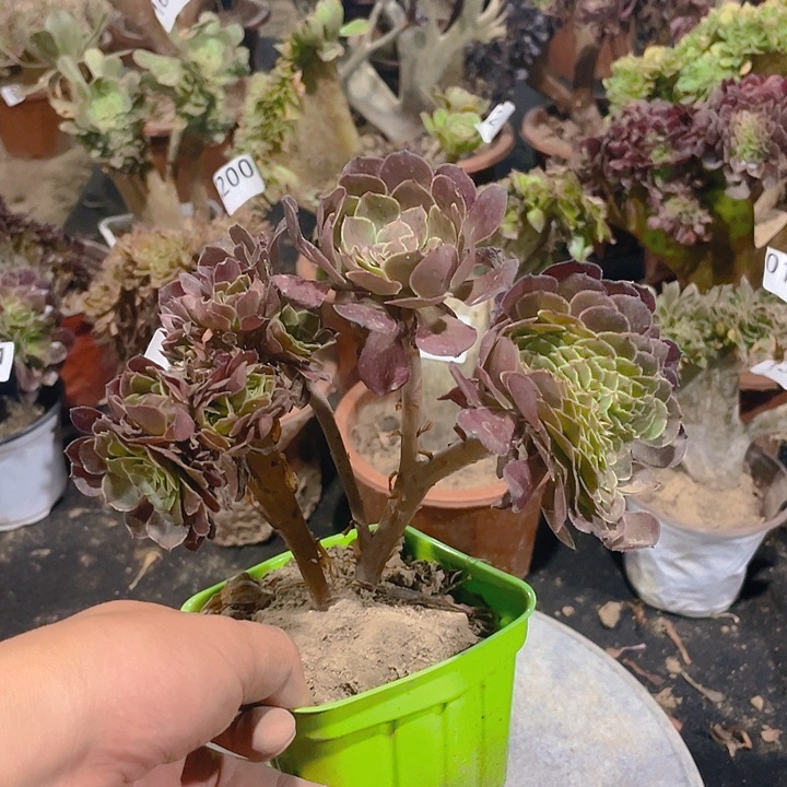 020黑萝莉造型朵朵缀线