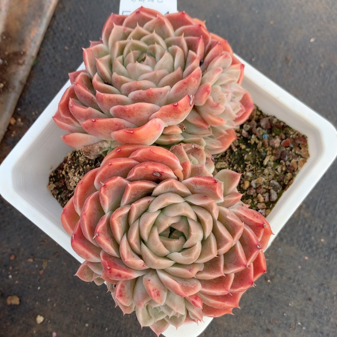 5064杂交精品基地16厘米