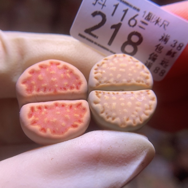 精品生石花116.218