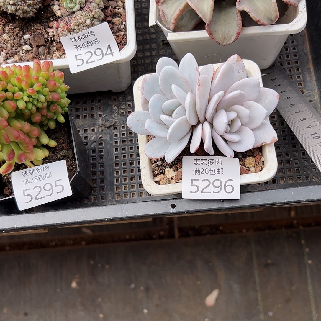 9号t**e我们的确是一5296