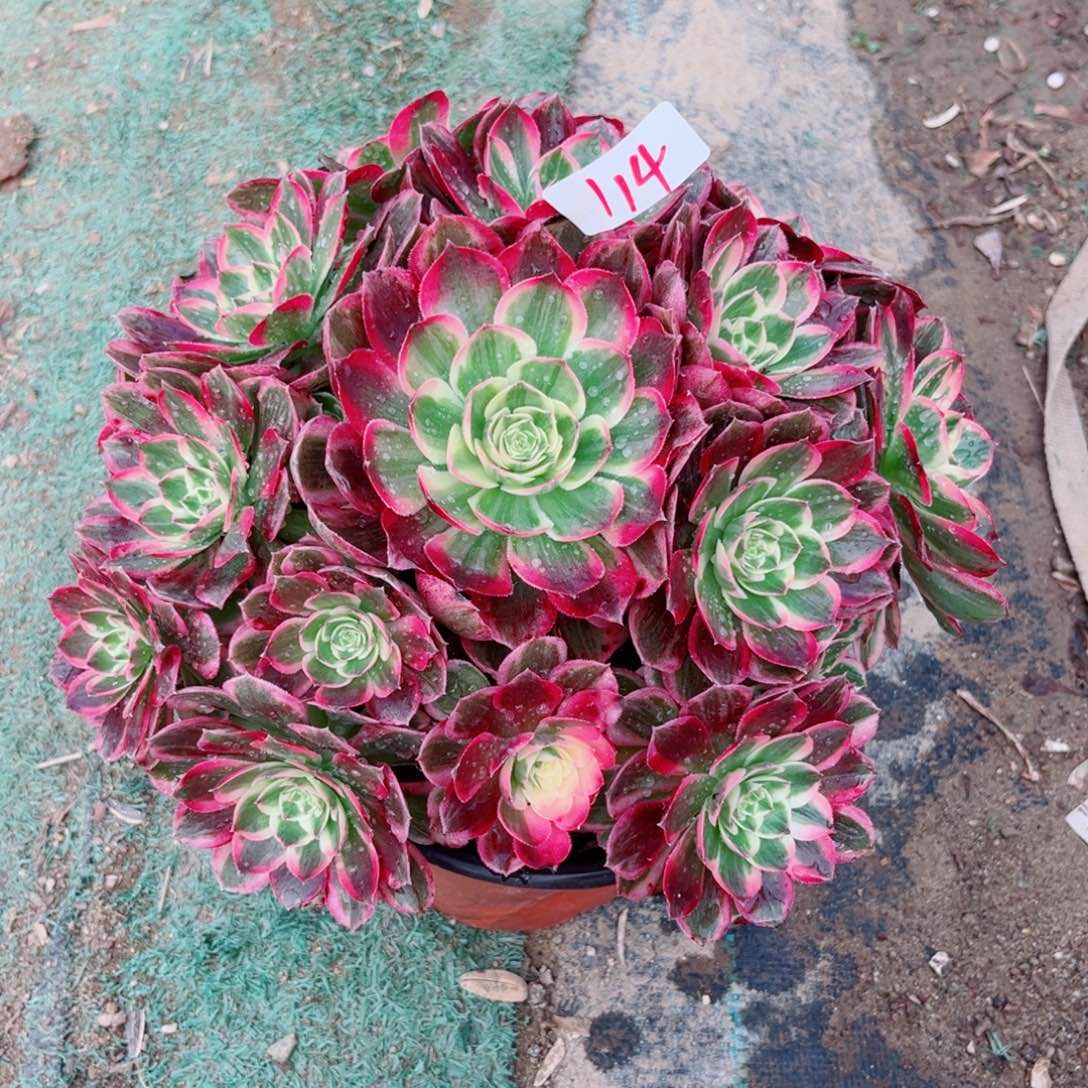 114倾城变异西施多肉植物