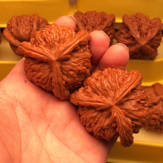 哇***哈核桃和他的核桃核桃