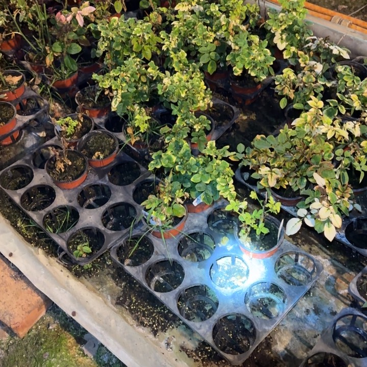 无花朵套餐一加仑