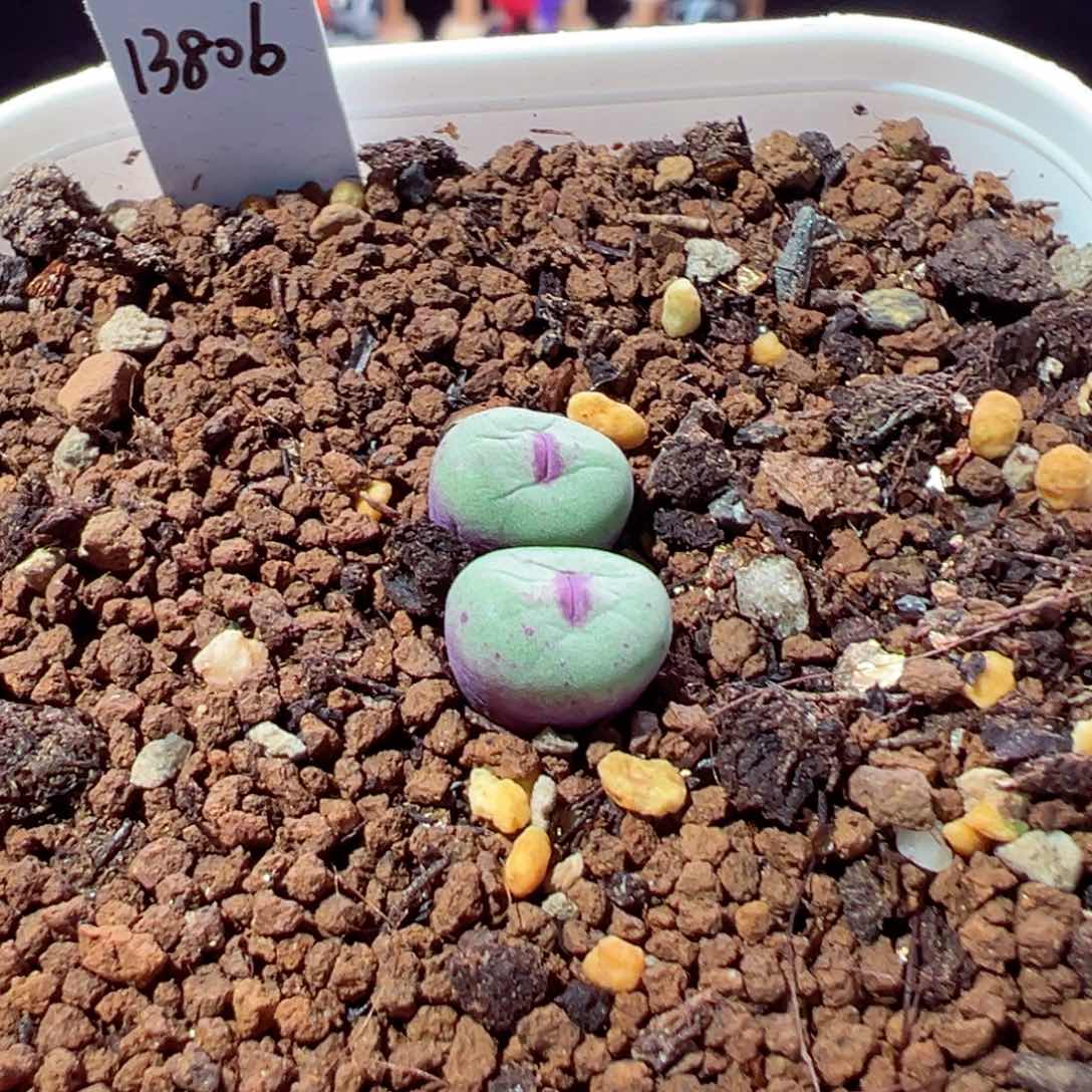 酷**仔214-775.小红嘴多肉1380b