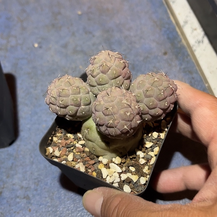 满38包邮2天凑单，脱土晾根发货多肉植物