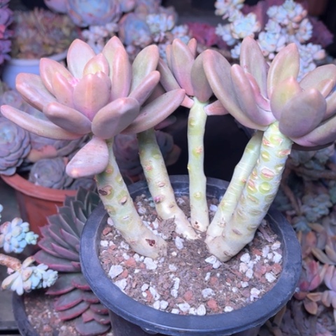 红*多肉植物的植物