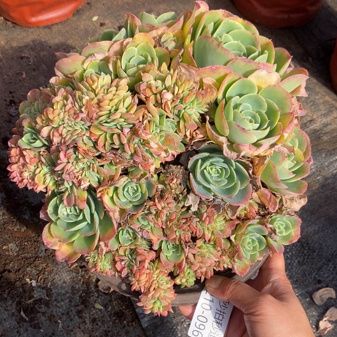 勿秒拍秒退1210-96柠檬玫瑰