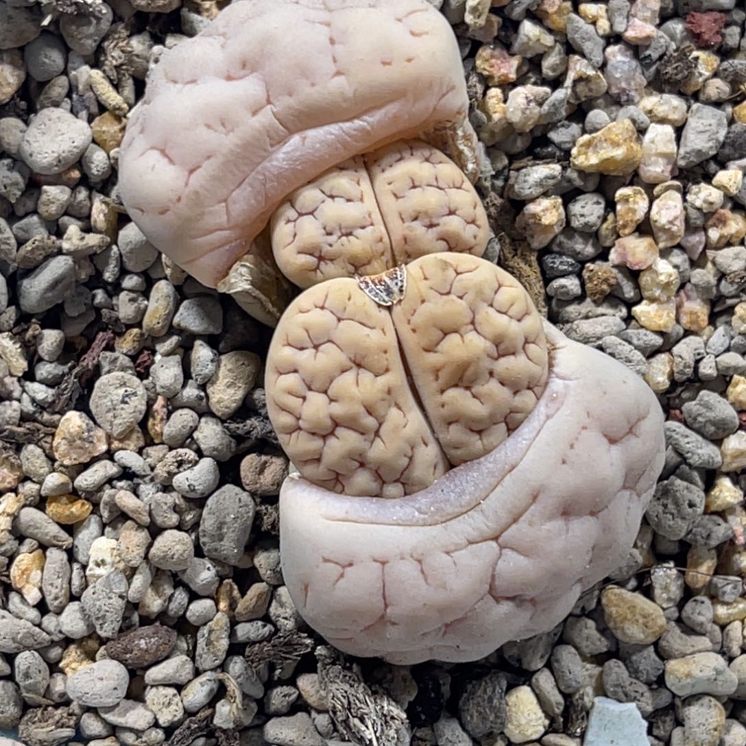 7533蛙哥双头白底189